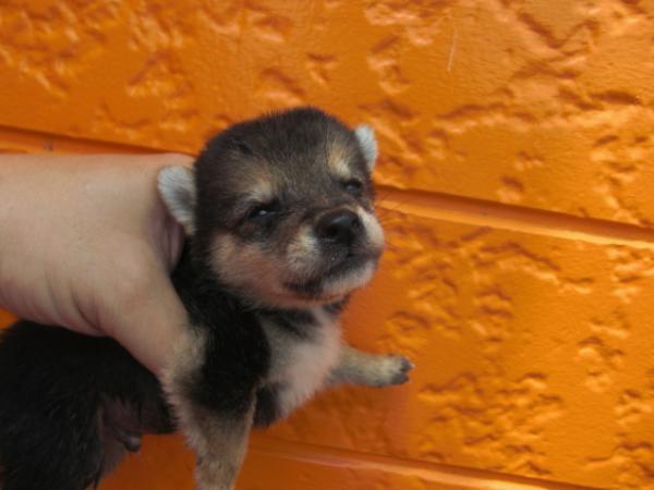 BEAUTY.Mで2009年 6月23日に生まれた柴犬黒毛メス画像6
