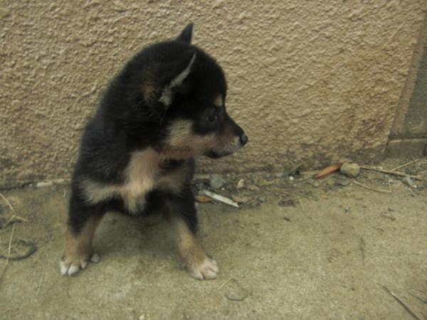 BEAUTY.Mで2009年 6月23日に生まれた柴犬黒毛メス画像7